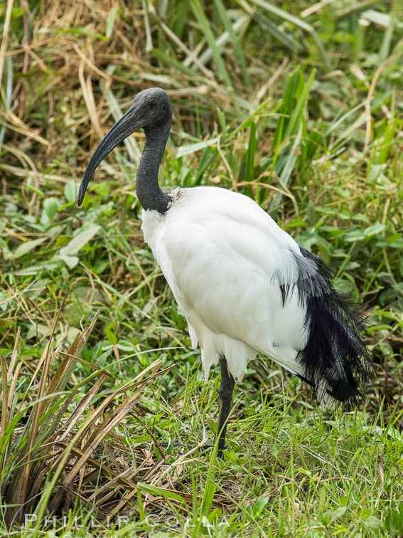 Bird Watching with Kiboko Tours and Travel